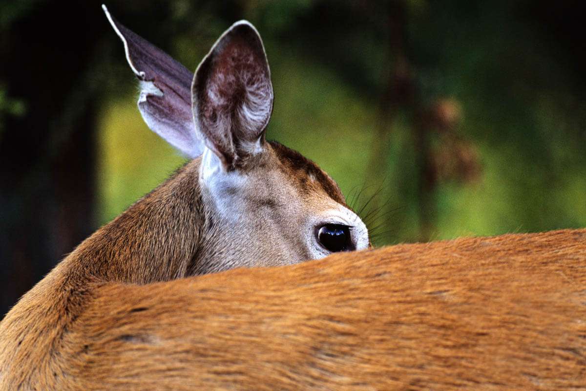 White Tail Deer, Hayden Idaho. by Michael Notar of Shutterworks Film & Photography.