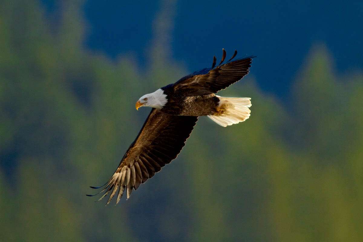 Bald Eagle, Higgins Point, Coeur d'alene Lake, wildlife photography by Michael Notar