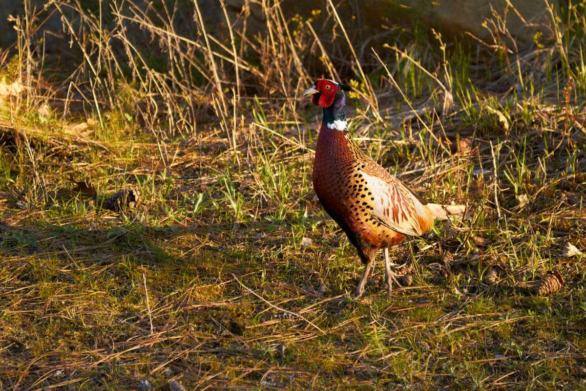 Pheasant photograph by Michael Notar of Shutterworks Film & Photography.