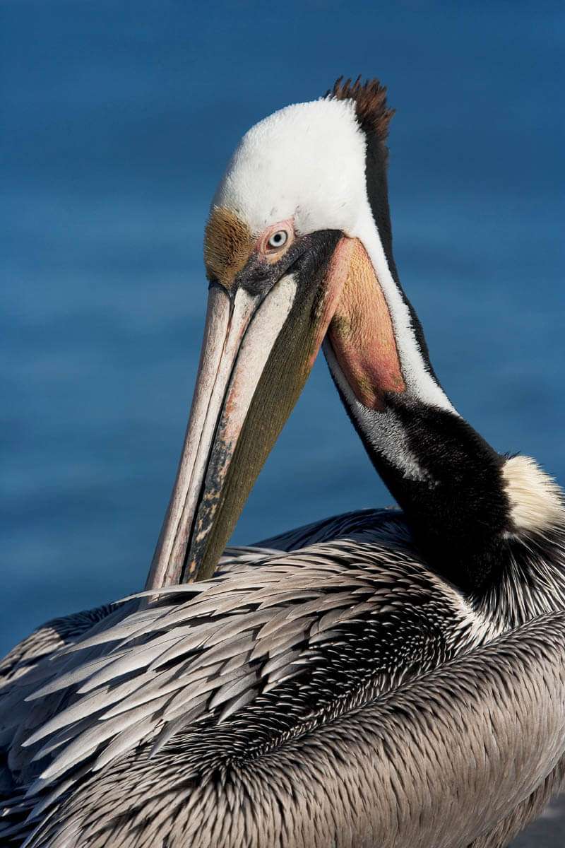 Pelican, Santa Barbara, CA. wildlife photography by Michael Notar